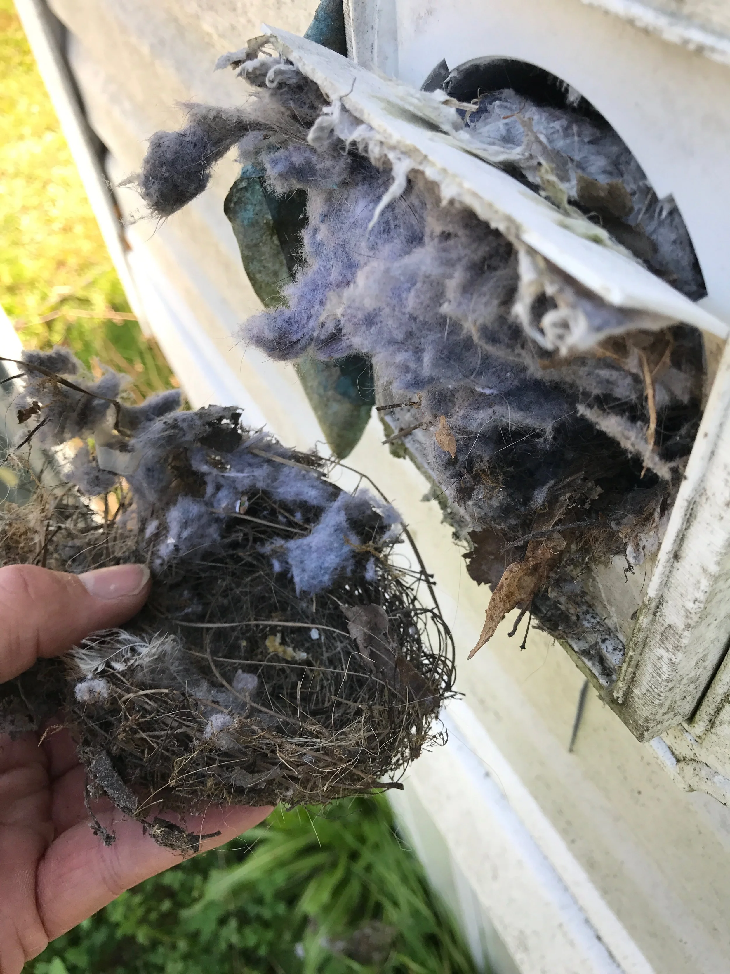 The Birds and the Bees...