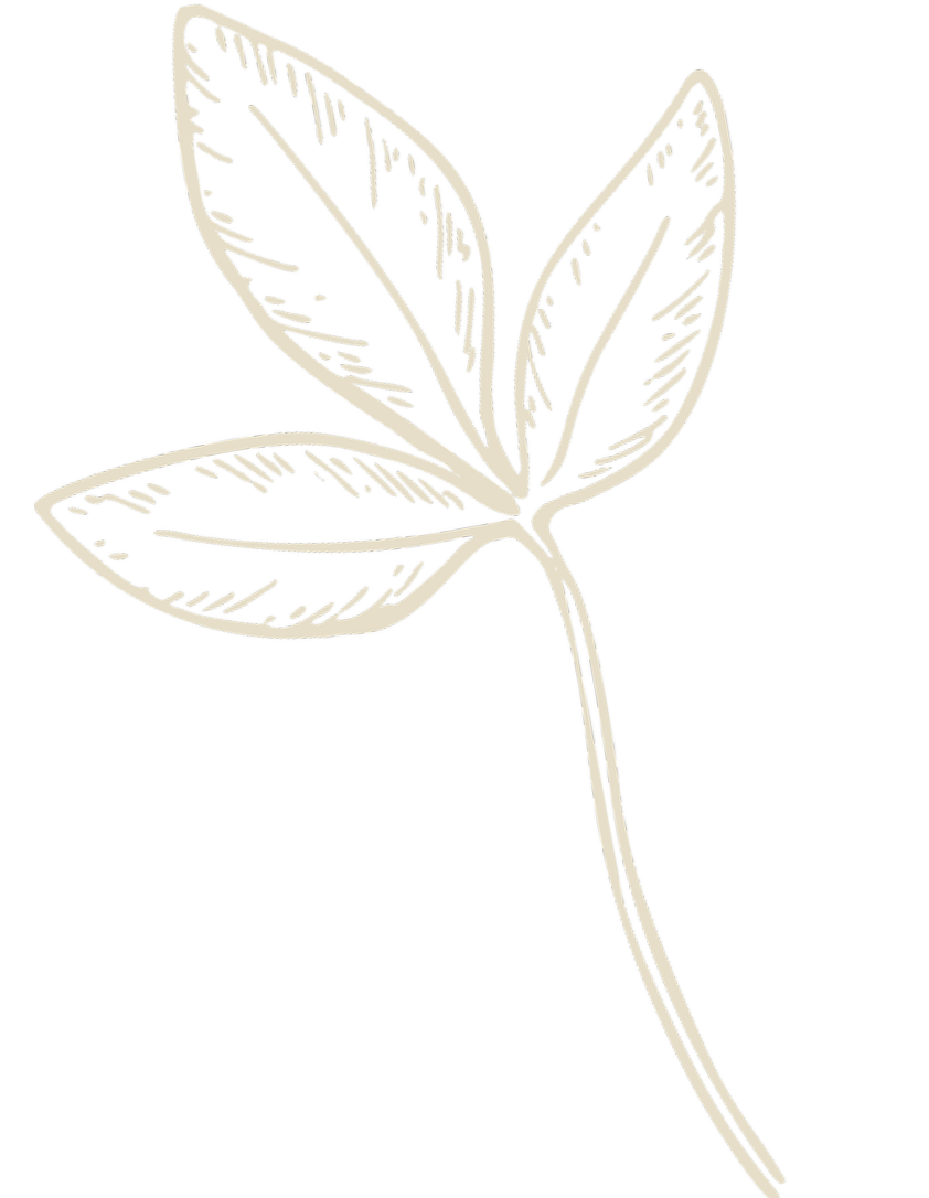 Line drawing of a small plant with three leaves on a black background.
