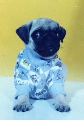 Vancouver_Pet_Photography_Baby_Frank.jpg