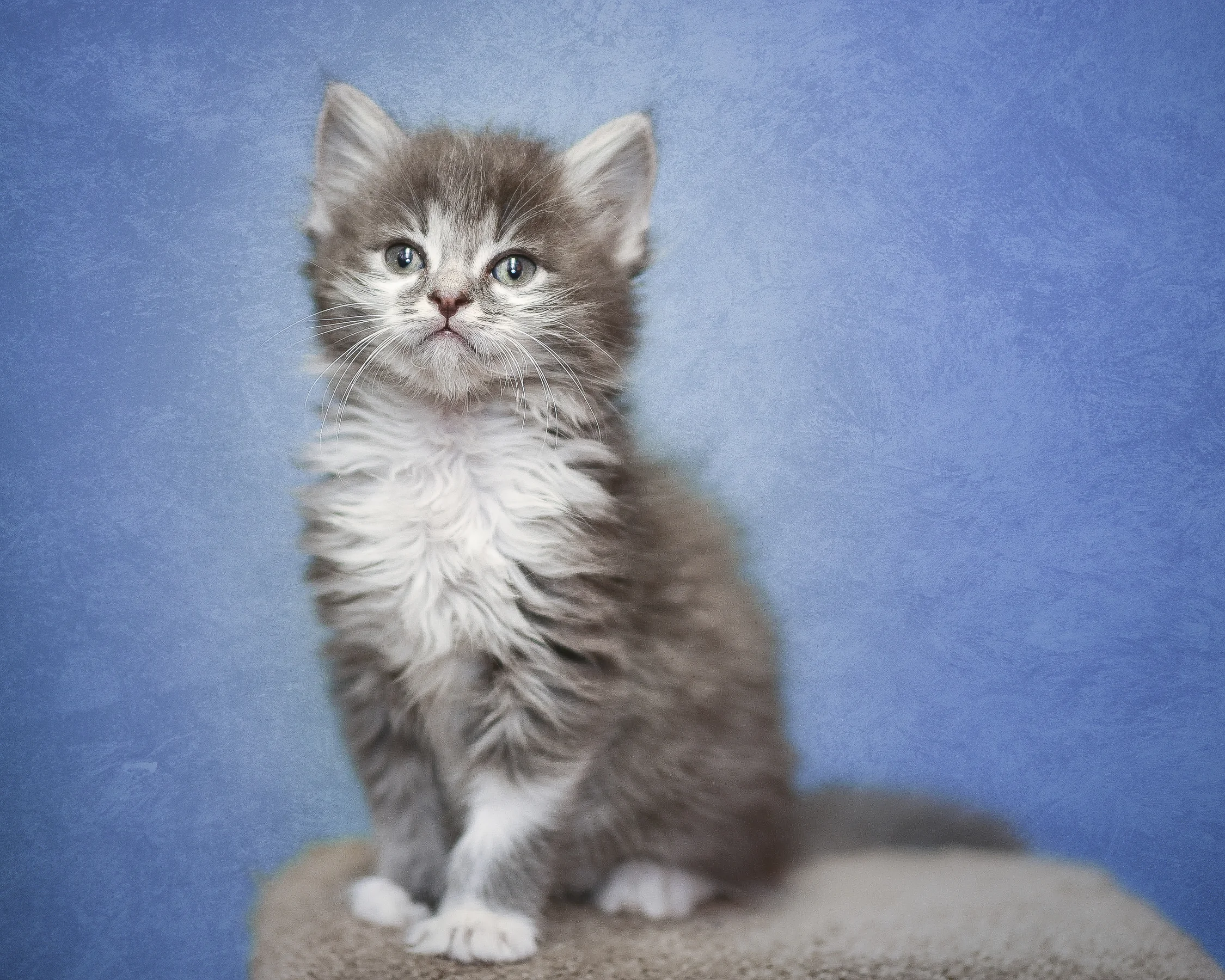 grey_kitten_Vancouver.jpg
