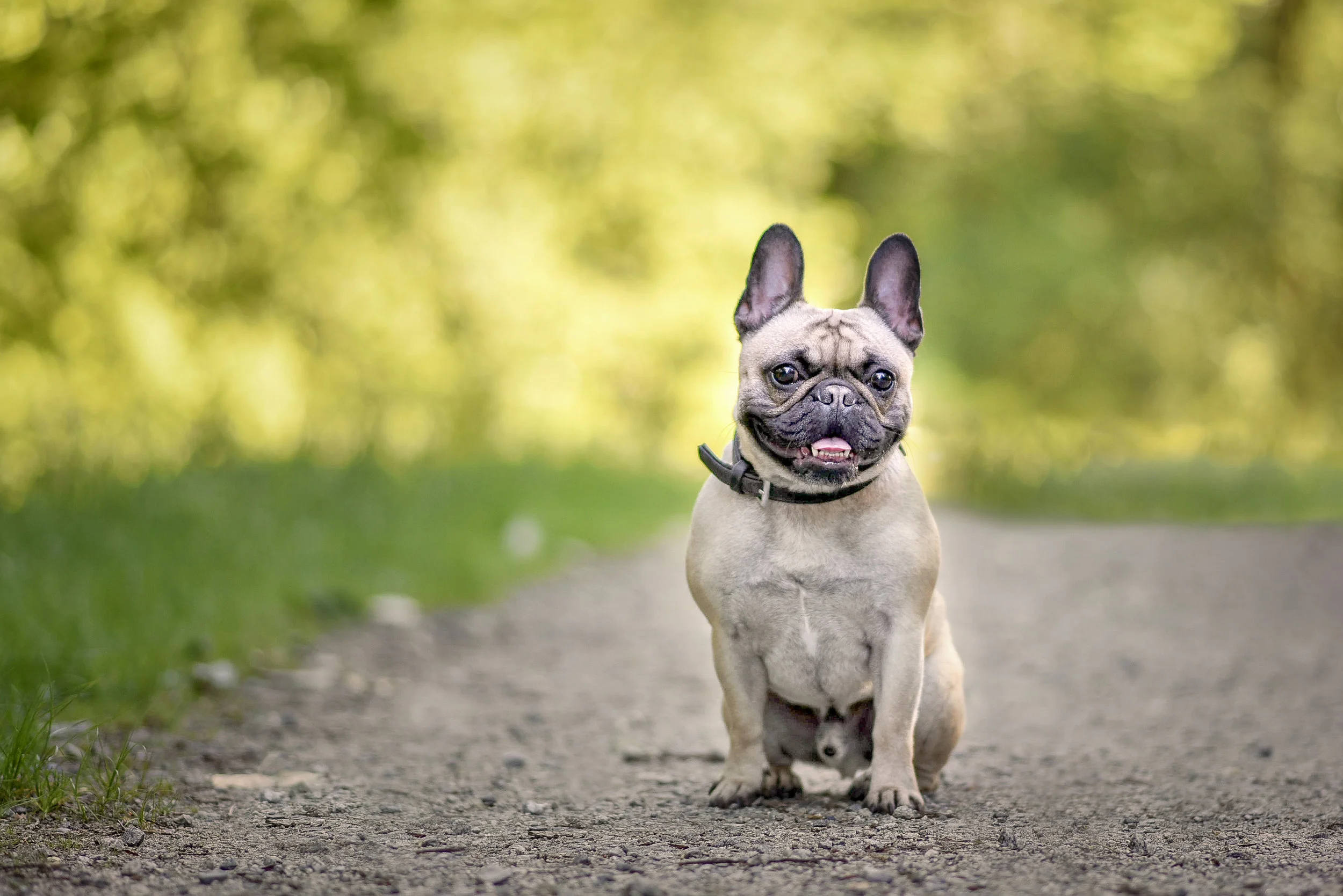 Frenchie in Port Coquitlam Trail