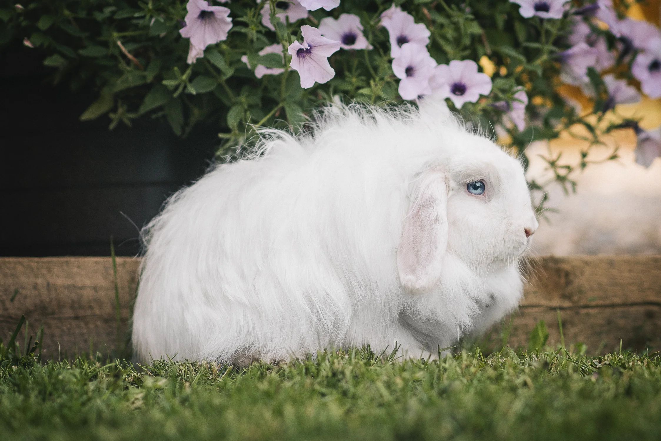 bunny_Vancouver.jpg