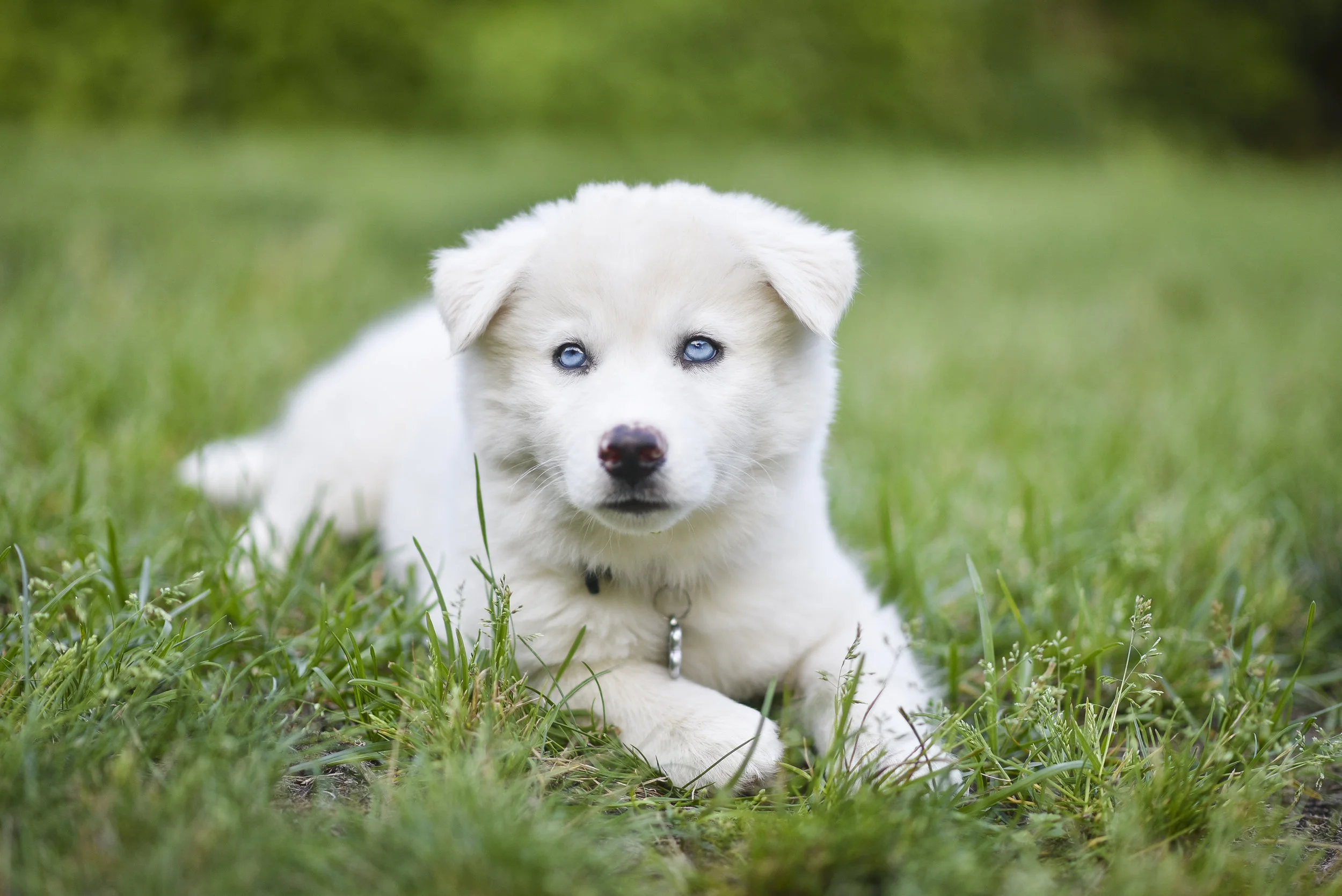 Husky_Puppy_Photo_Vancouver.jpg