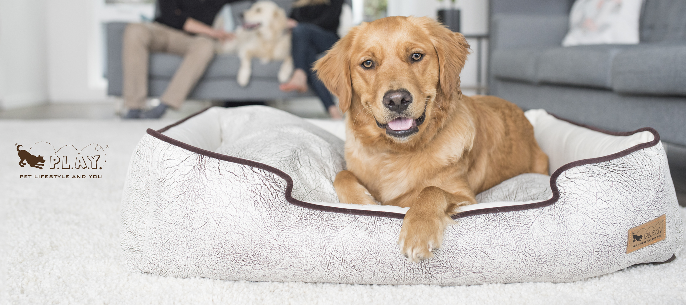 comercial_Pet_Photography_Vancouver-dog-bed.jpg