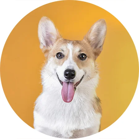 corgi_Vancouver_pet_photography copy.jpg