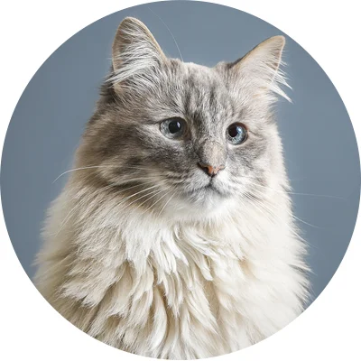 Cat_Vancouver_pet_photography.jpg