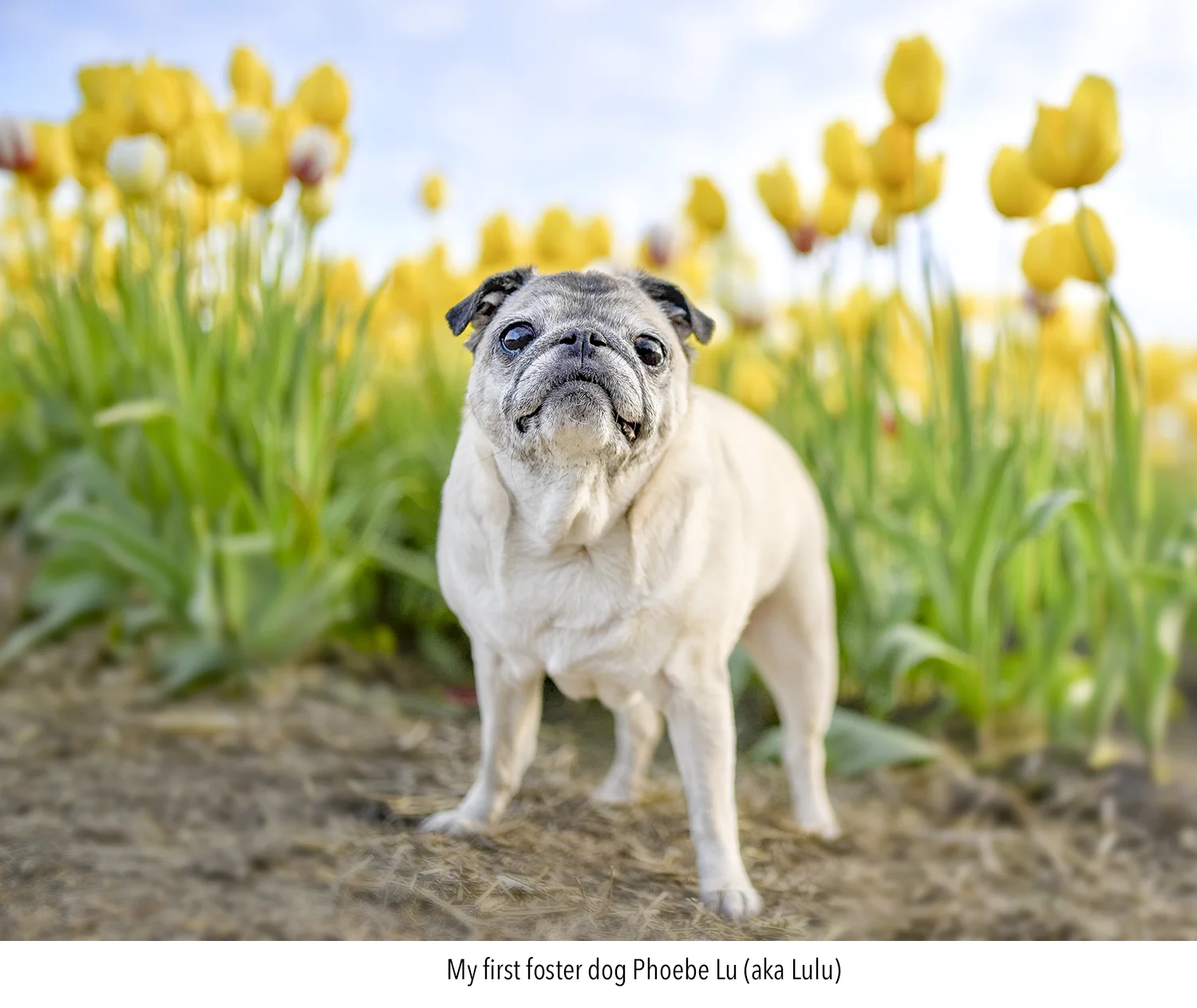 Lulu_Senior_Pug_Vancouver.jpg
