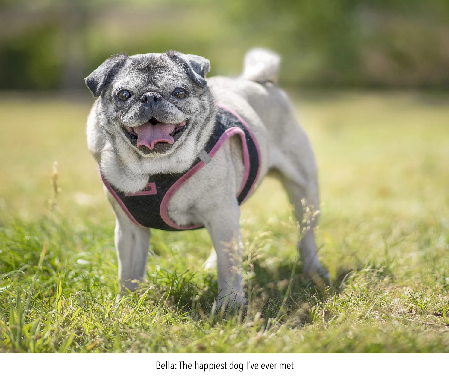Bella_Vancouver_Pet_Photography.jpg