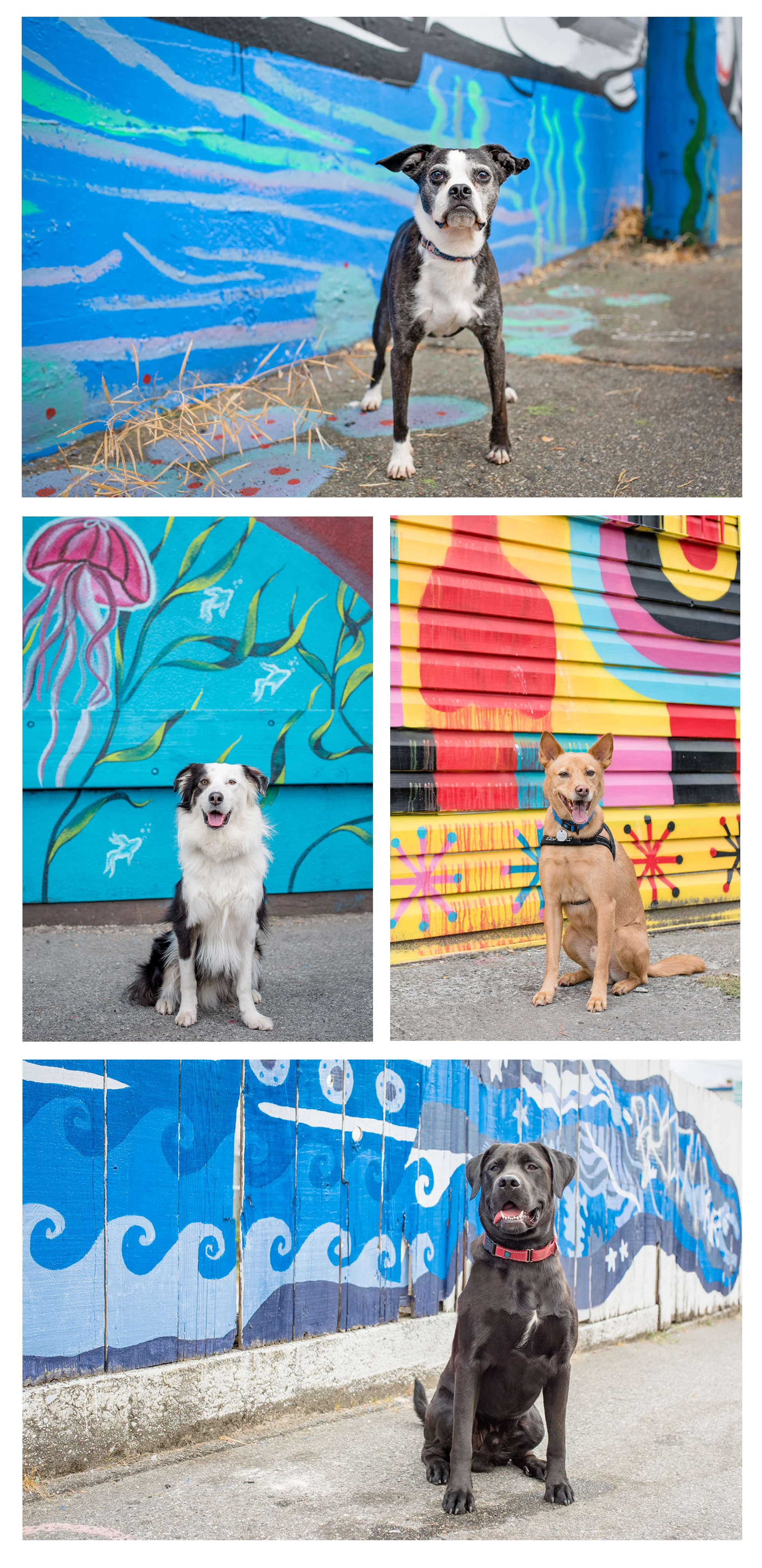 Dog_Photos_Vancouver_Mural_Festival.jpg