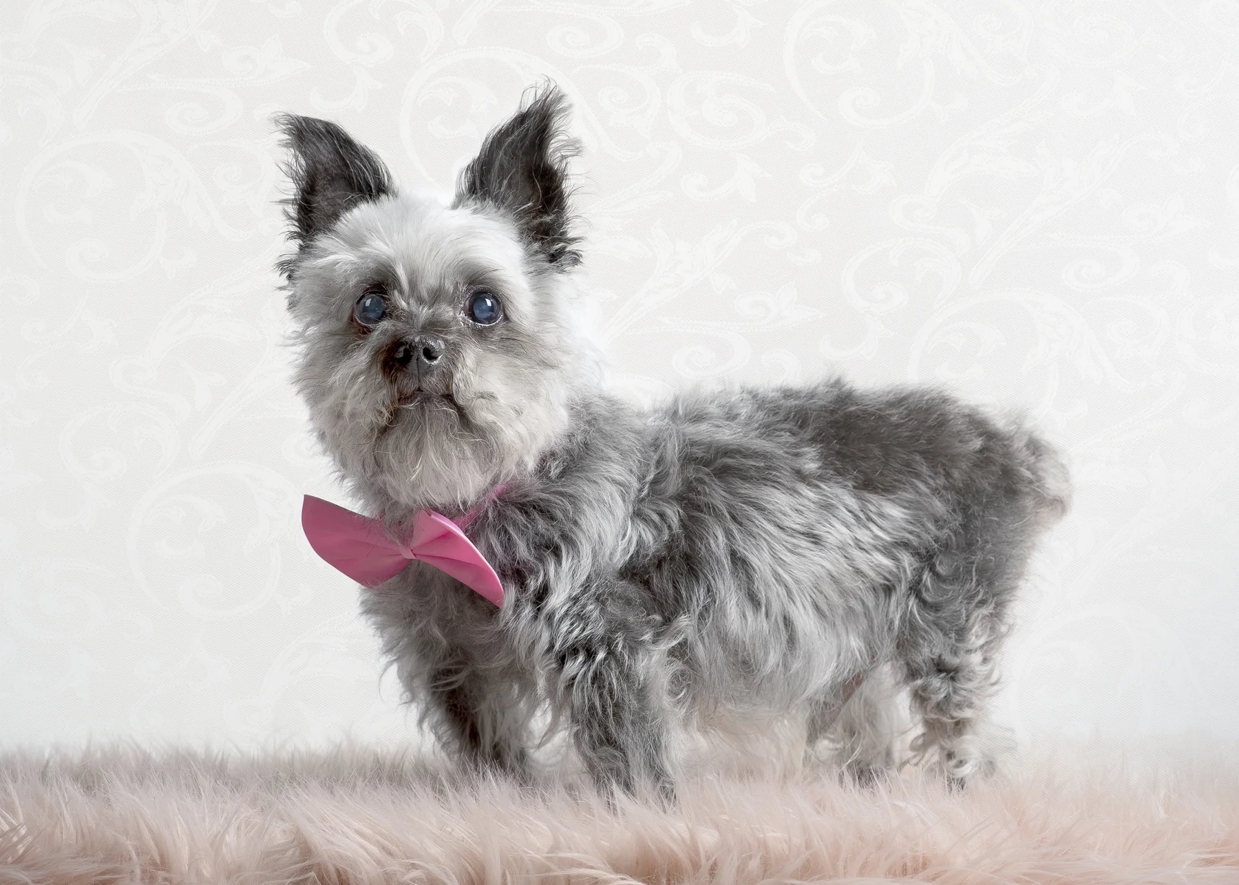 Senior Dog Studio Session Vancouver
