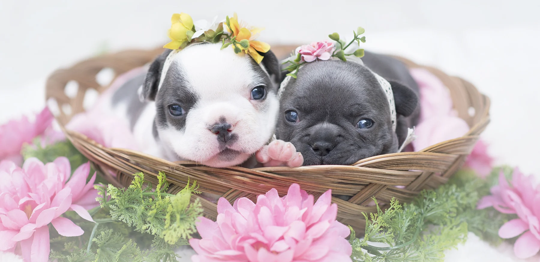 Frenchies_puppies_photo_Vancouver.jpg