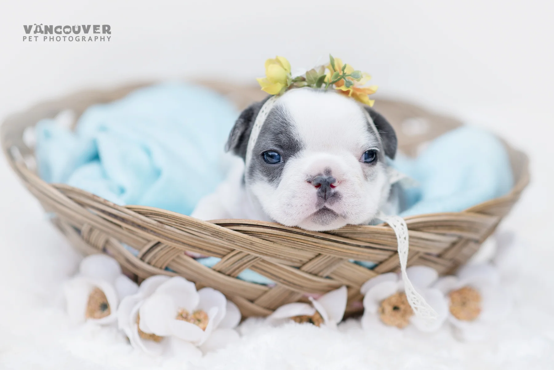 French_bulldog_puppy_photo_Vancouver-3.jpg