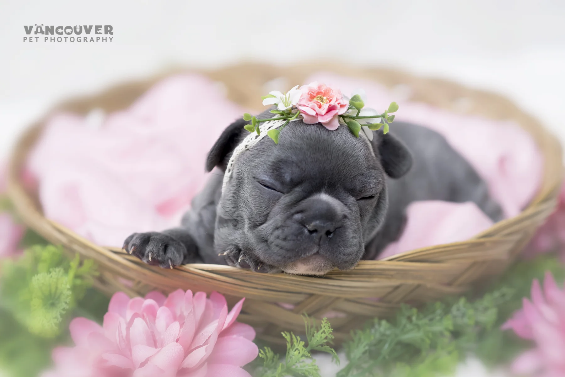 French_bulldog_puppy_photo_Vancouver.jpg