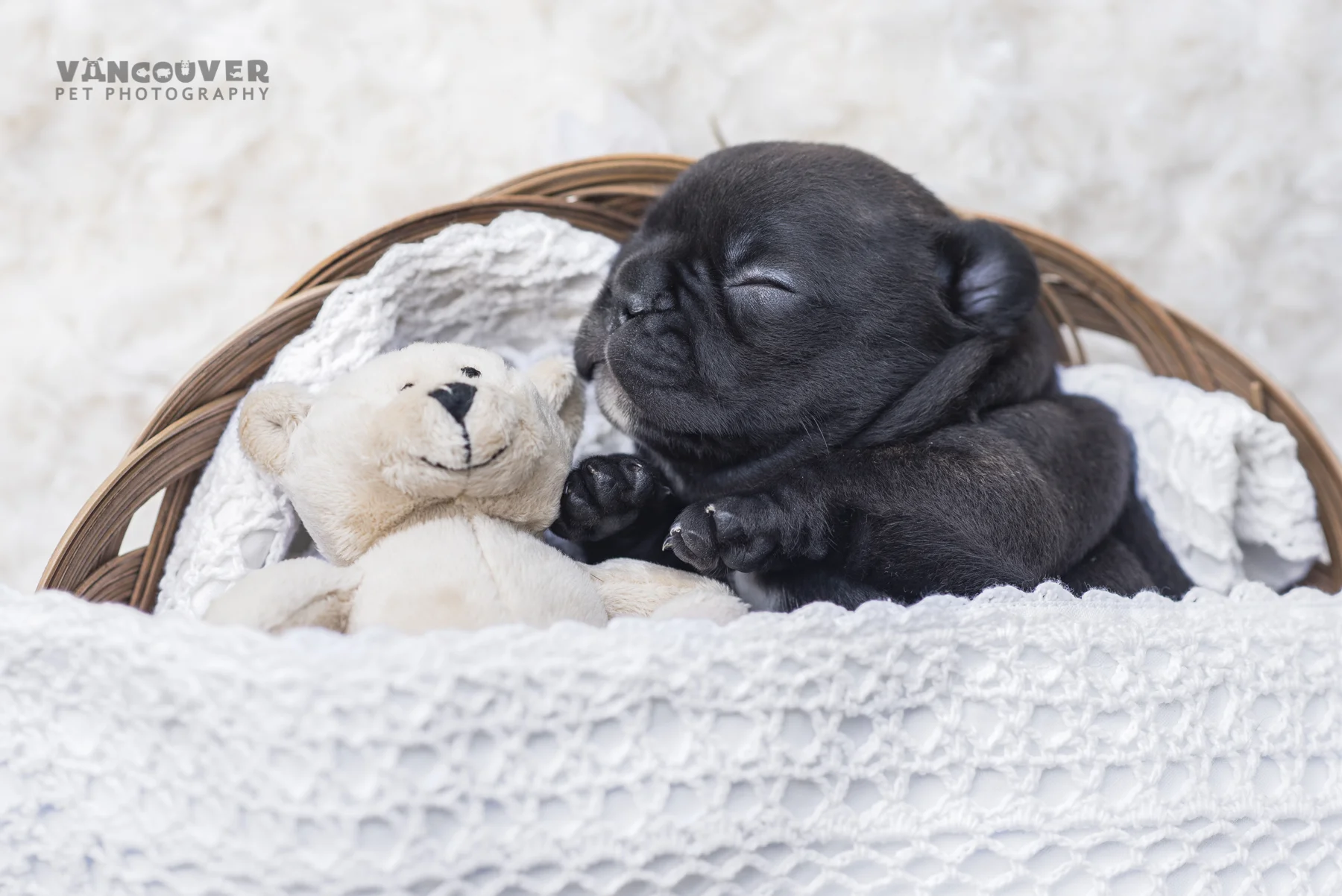 French_bulldog_puppy_photo_Vancouver-5.jpg