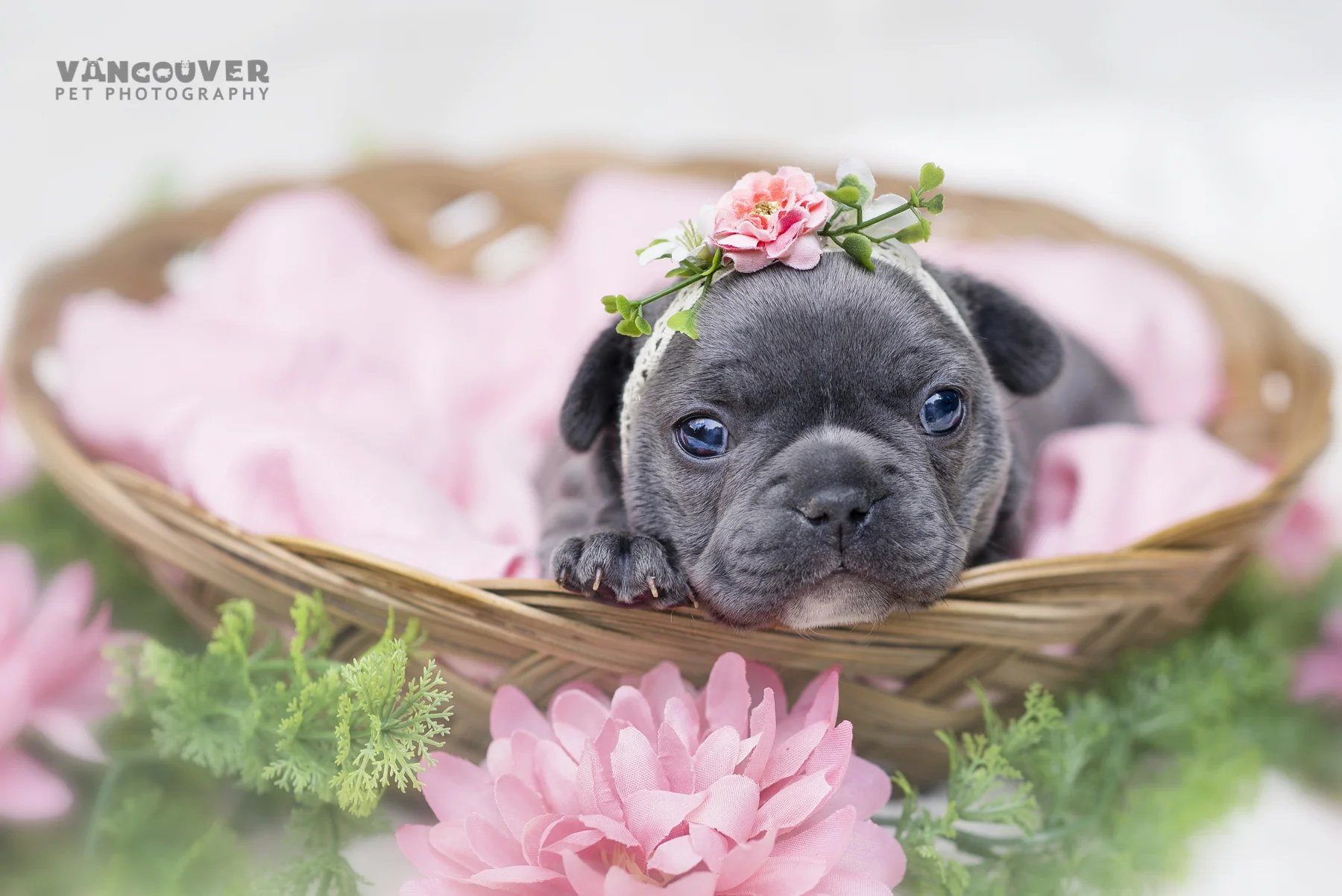 French_bulldog_puppy_photo_Vancouver-2.jpg
