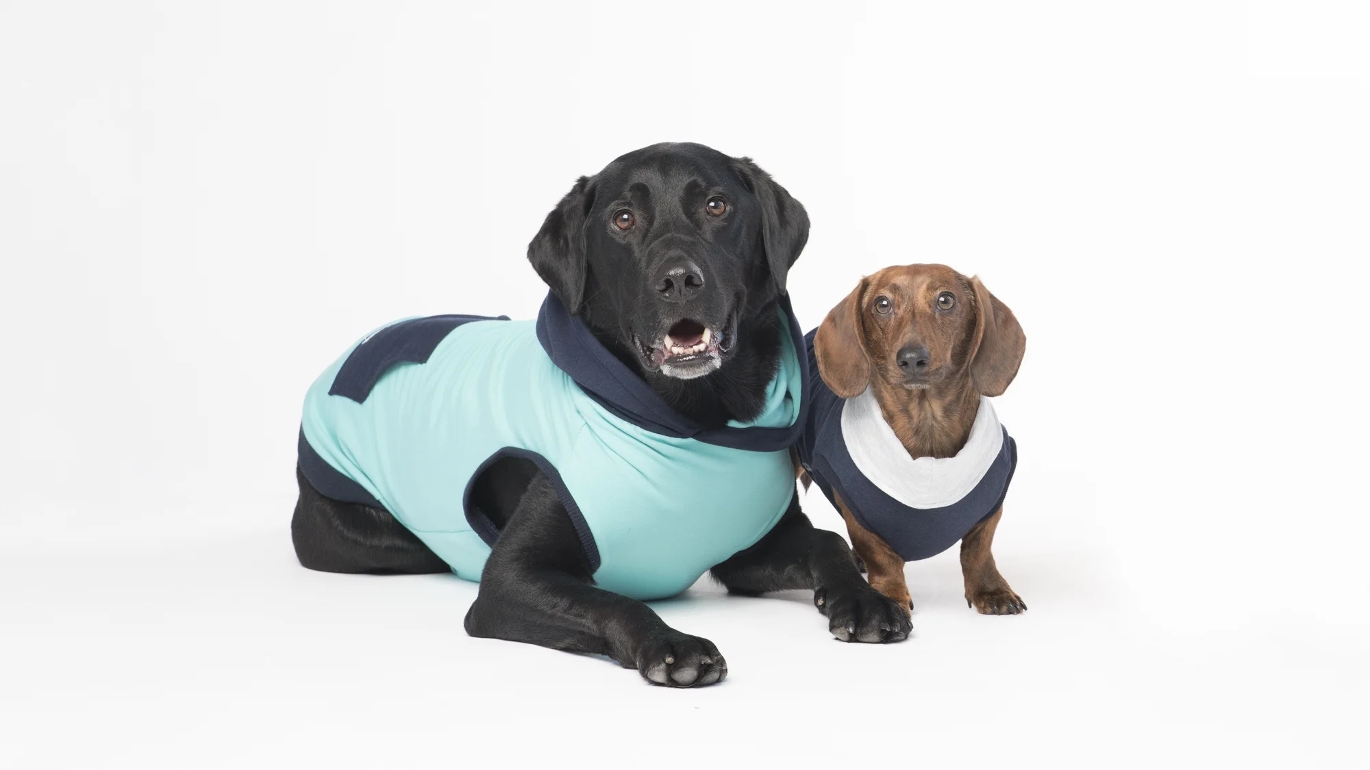 Pet_Photography_Vancouver-STUDIO.jpg