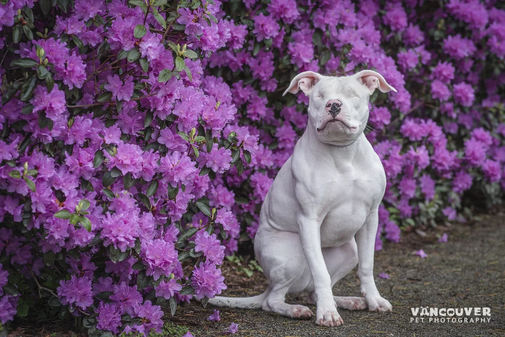 Amazing Dog Photography