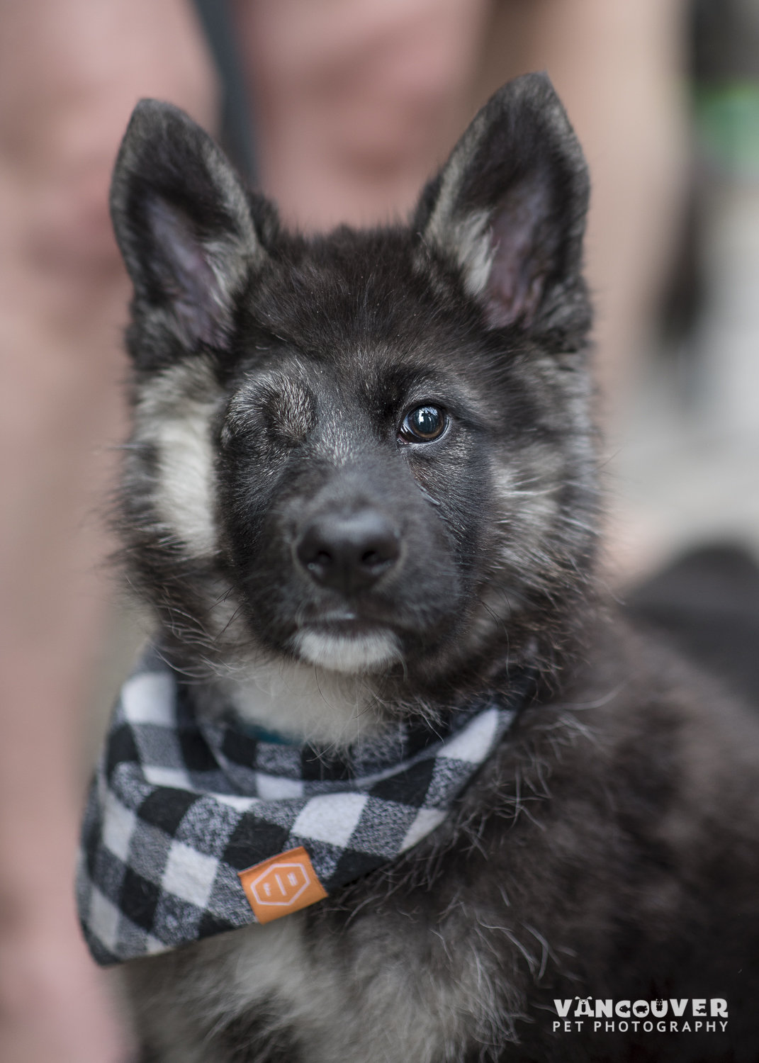 Fluffy-CAARE-1.jpg