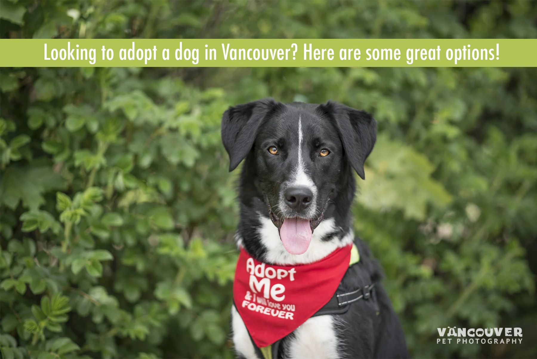 Adoptable Doggies in Vancouver | Pet Photography Port Moody 