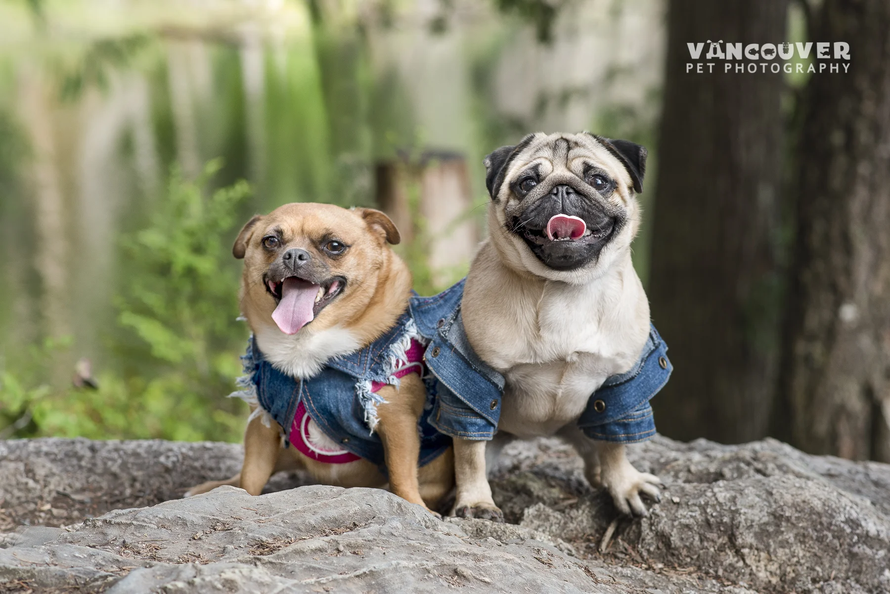 dogs-at-Butzen-lake-Coquitlam-Photography -2.jpg