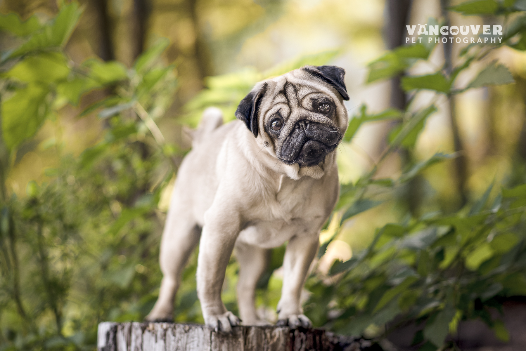 Gronkowsky & Pugsley | Dog Photography Coquitlam — Vancouver Pet Photography