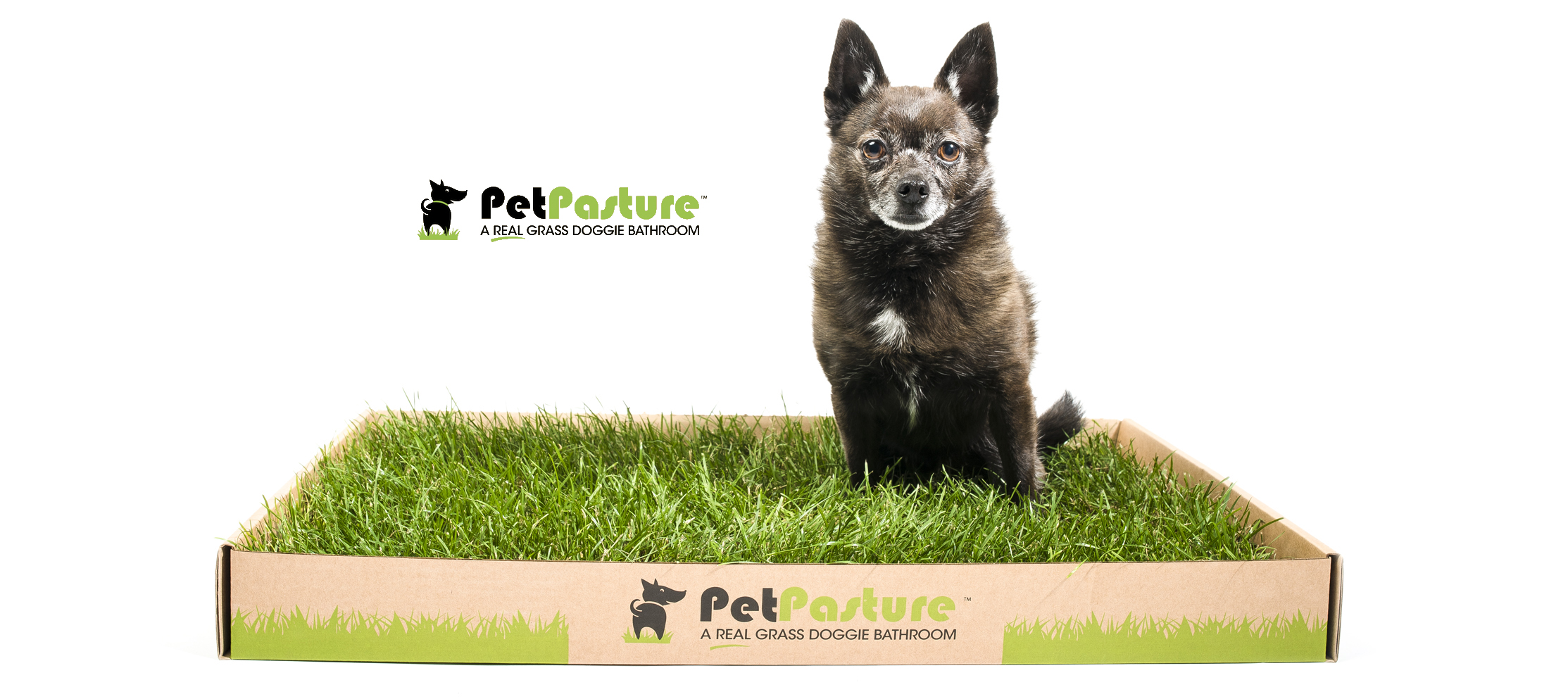 commercial-pet-photography-vancouver.jpg