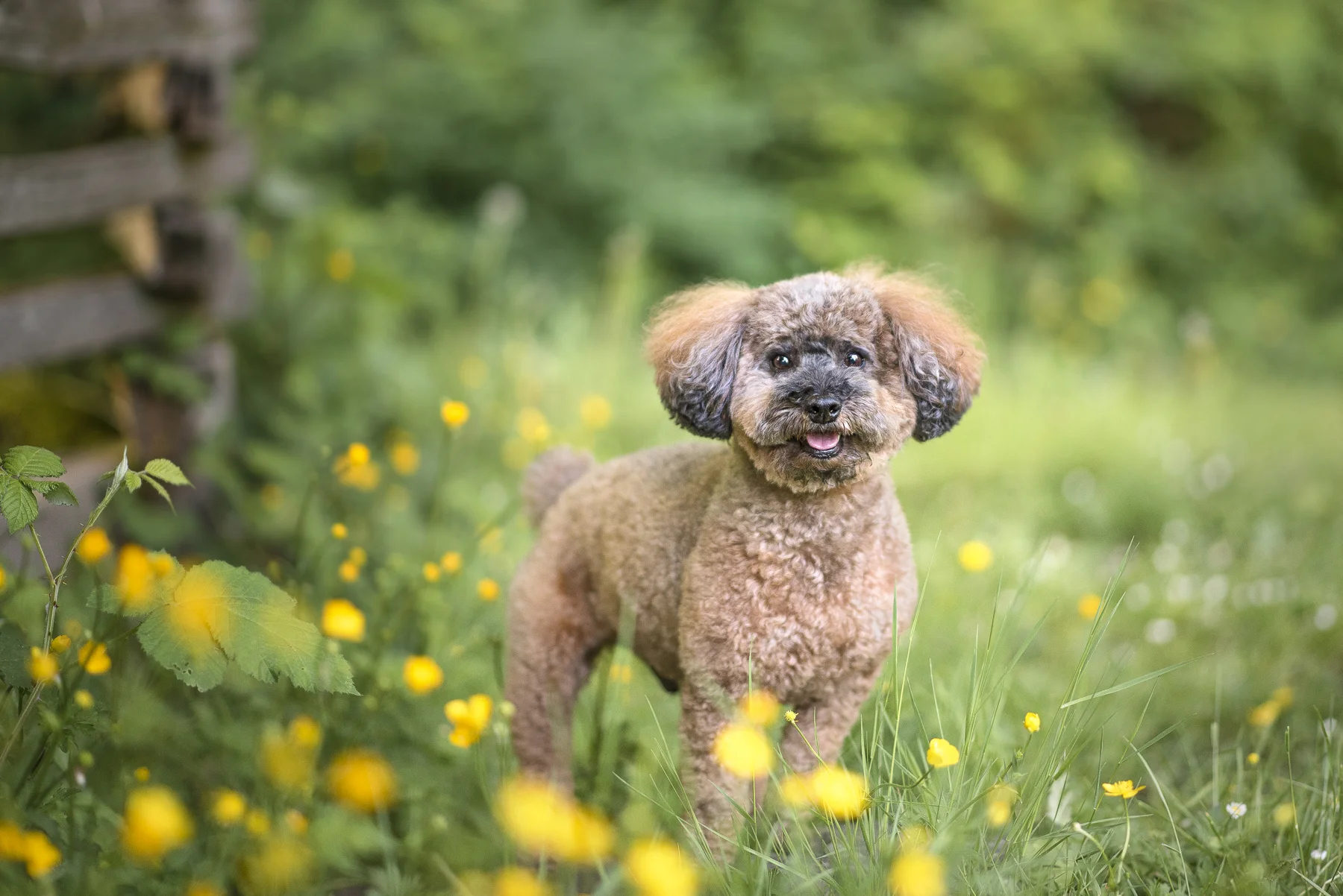 Poodle-toy-Dog-Photography-Vancouver.jpg