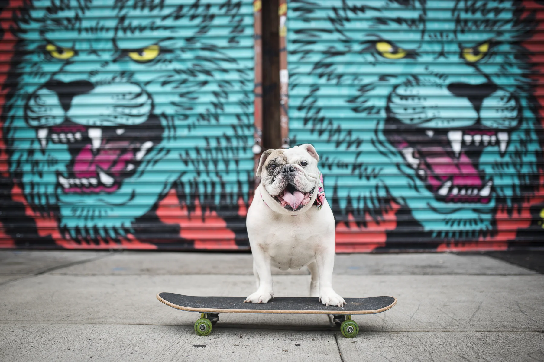 english-bulldog-skating-urban-Photo.jpg