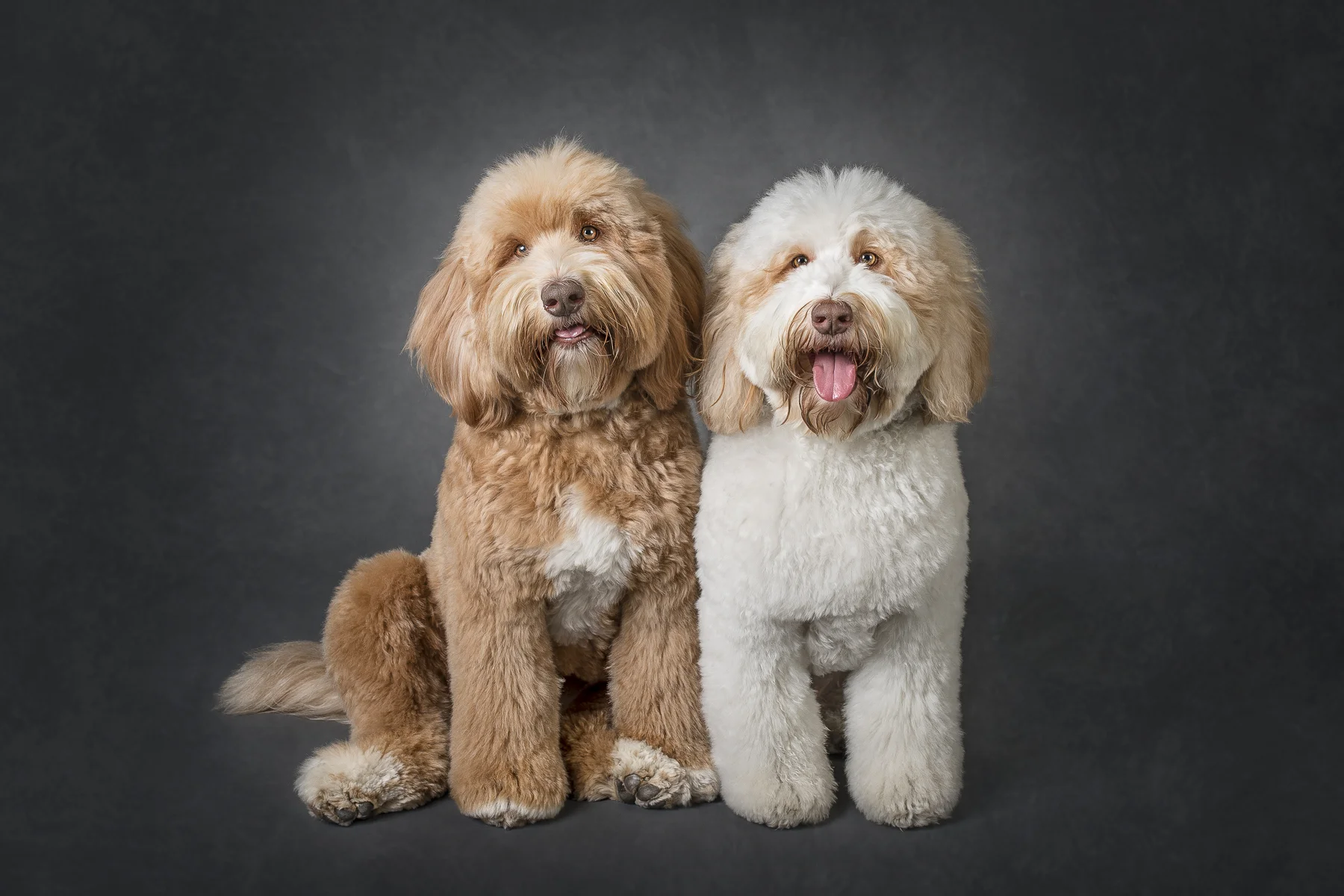 Studio-Photo-Labradoodles-Vancouver.jpg