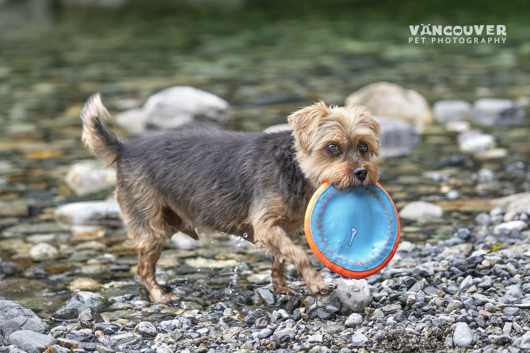 senior-dog-playing-vancouver.jpg