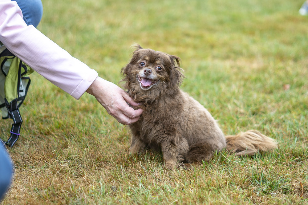 2019_Paws_for_a_Cause_Coquitlam_-3.jpg