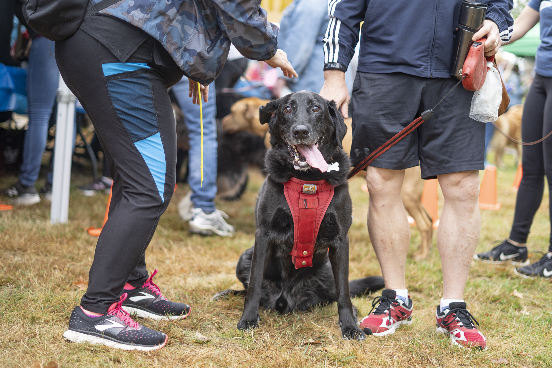 2019_Paws_for_a_Cause_Coquitlam_-8.jpg