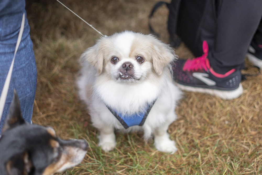 2019_Paws_for_a_Cause_Coquitlam_-9.jpg