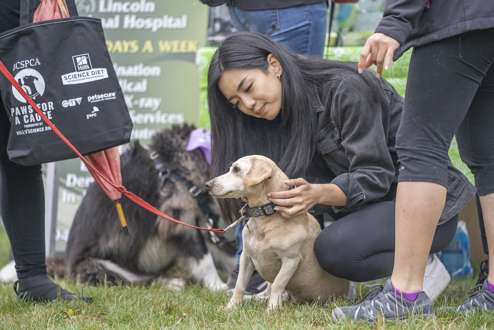 2019_Paws_for_a_Cause_Coquitlam_-18.jpg