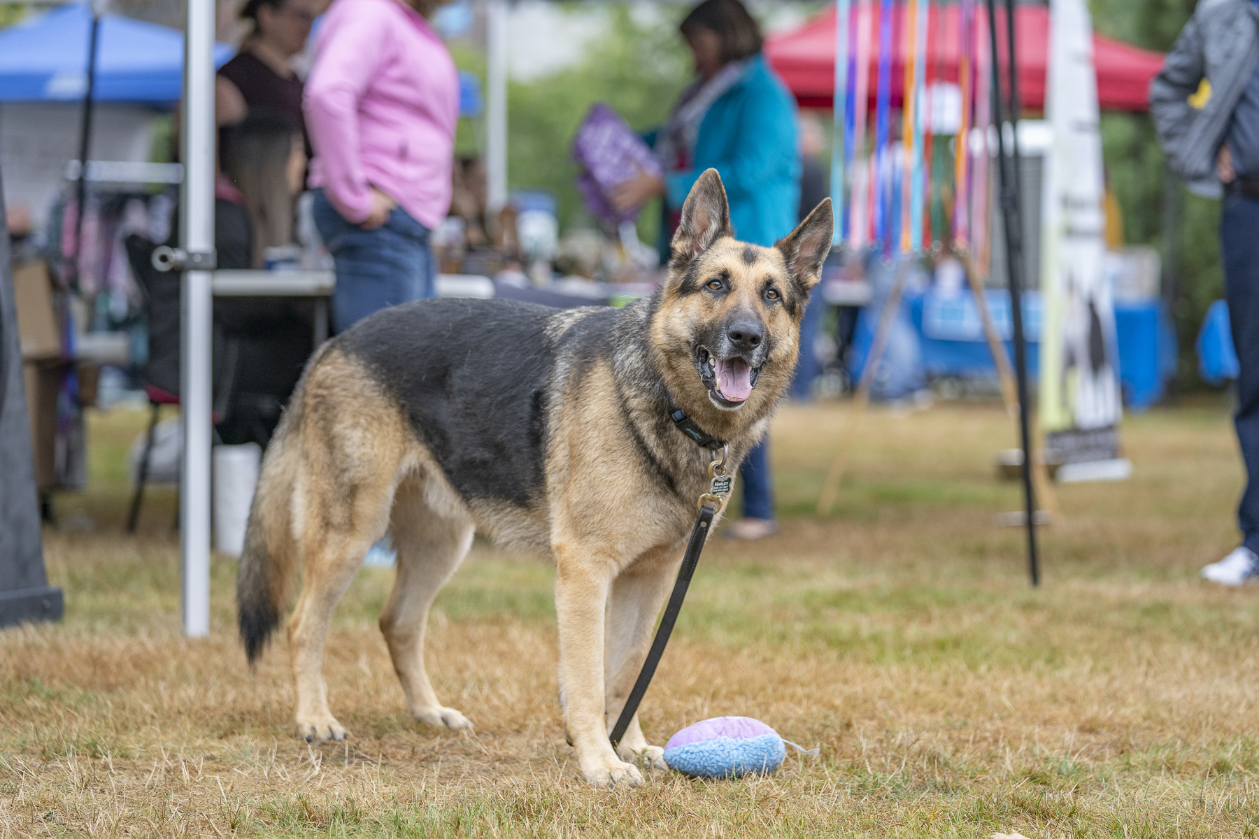 2019_Paws_for_a_Cause_Coquitlam_-20.jpg