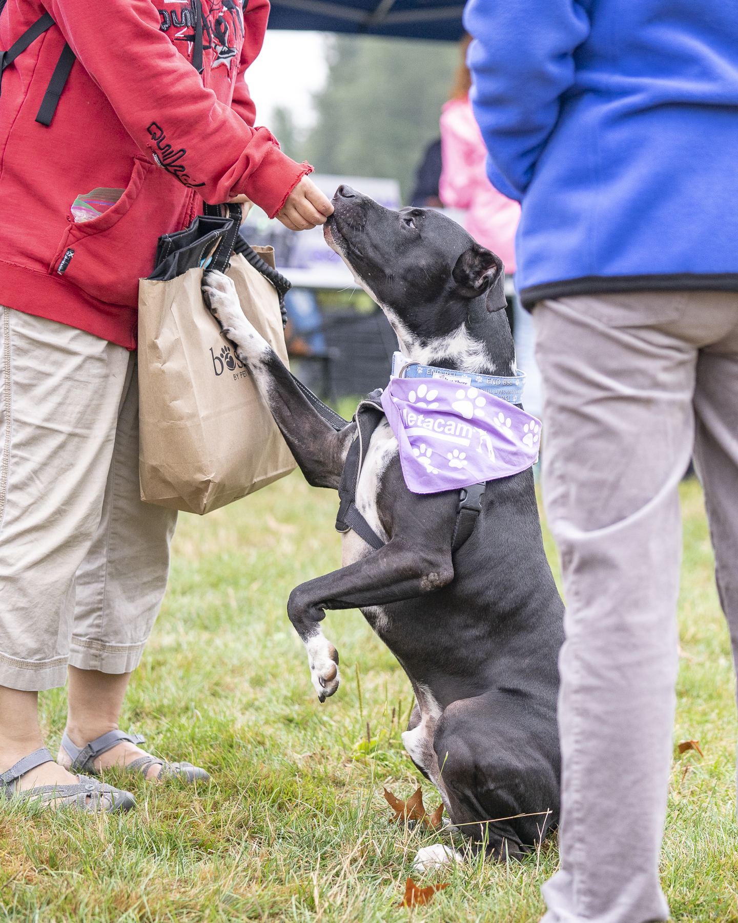 2019_Paws_for_a_Cause_Coquitlam_-19.jpg