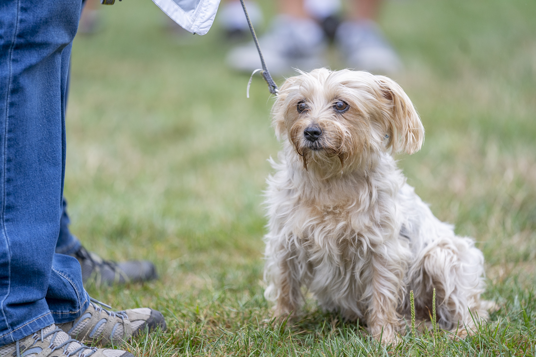 2019_Paws_for_a_Cause_Coquitlam_-23.jpg