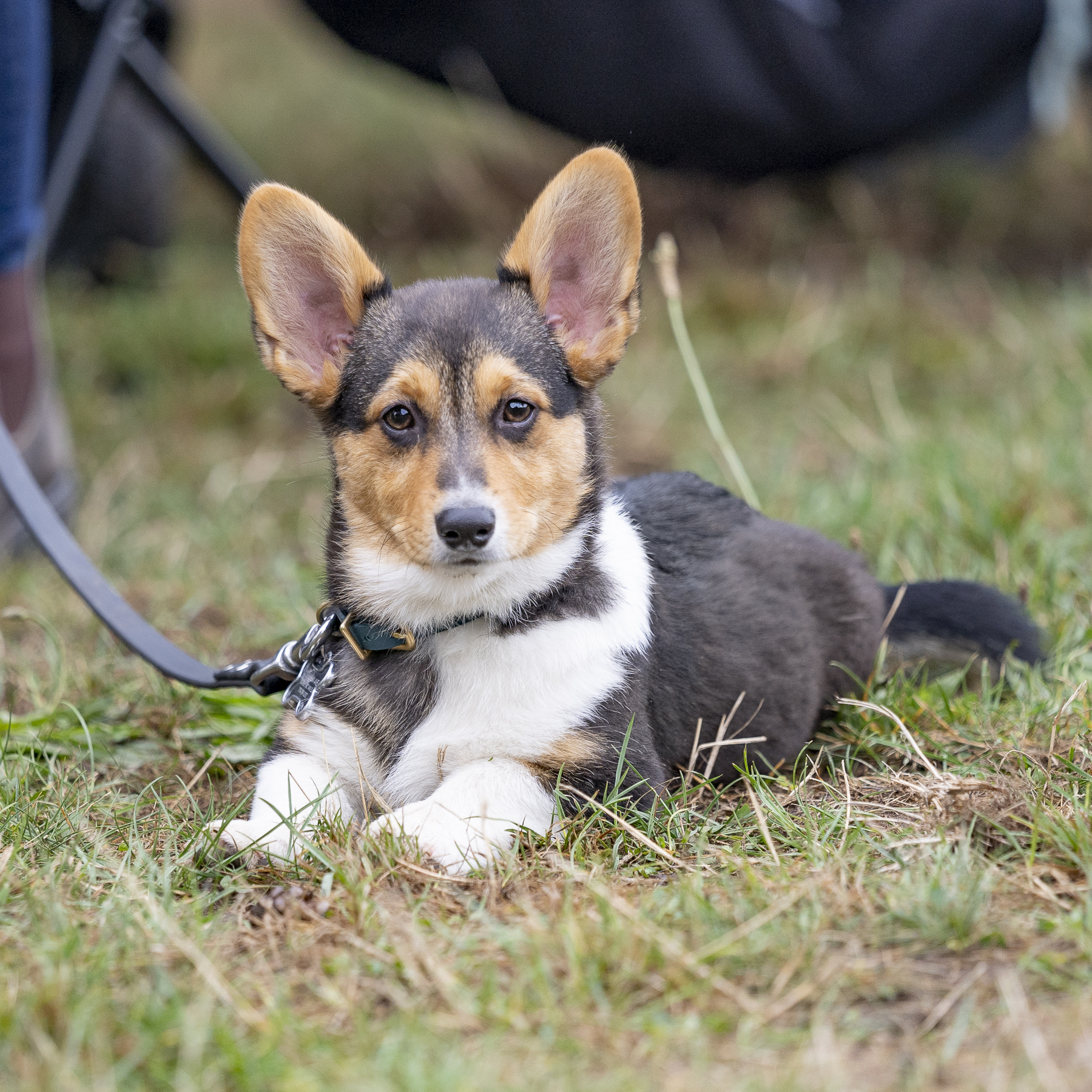 2019_Paws_for_a_Cause_Coquitlam.jpg