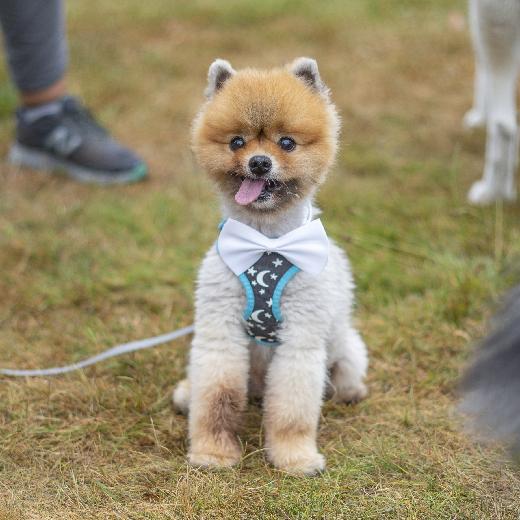 2019_Paws_for_a_Cause_Coquitlam-3.jpg