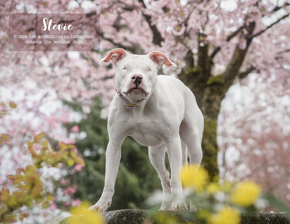 Calendar-Dog-photo-Vancouver-2.jpg