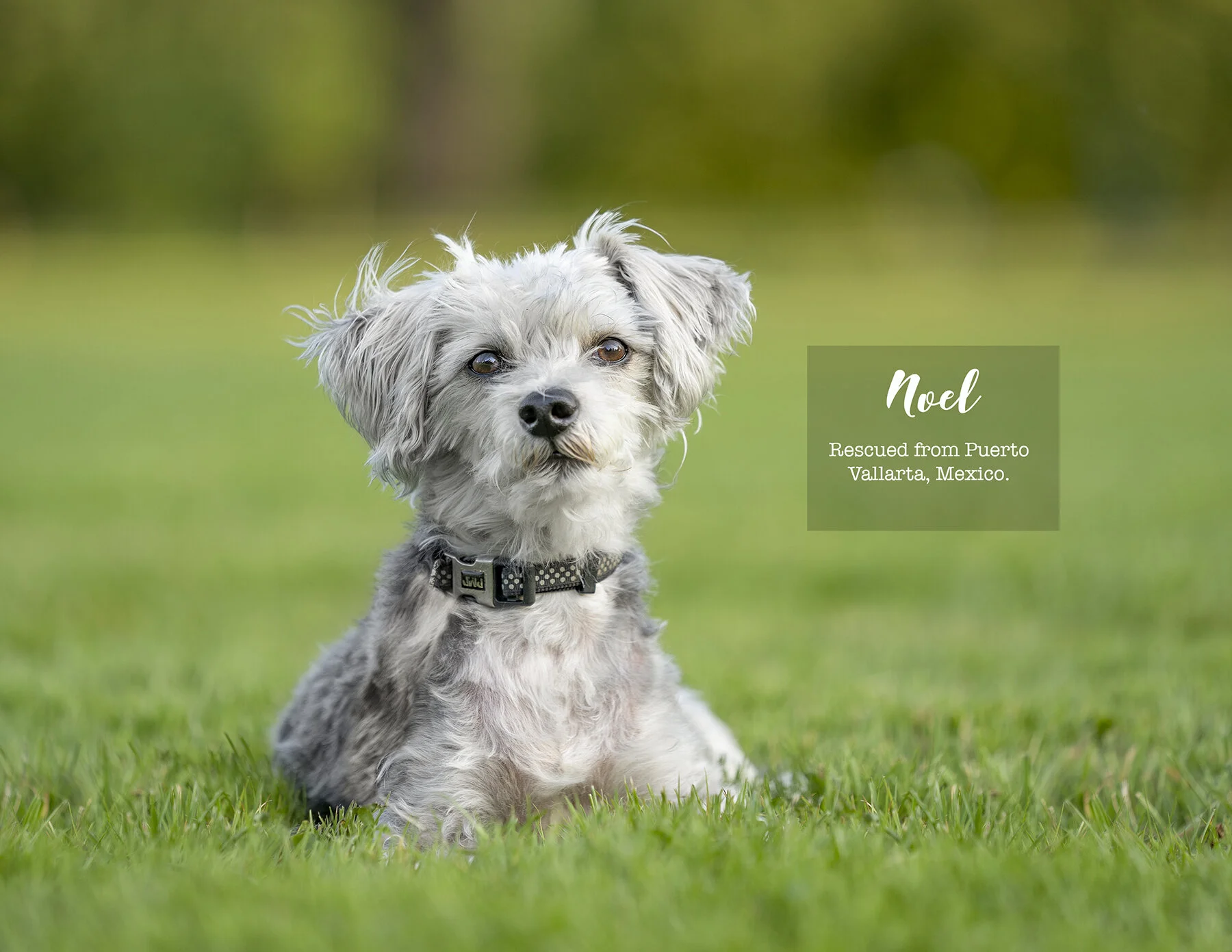 Calendar-Dog-photo-Vancouver-1.jpg