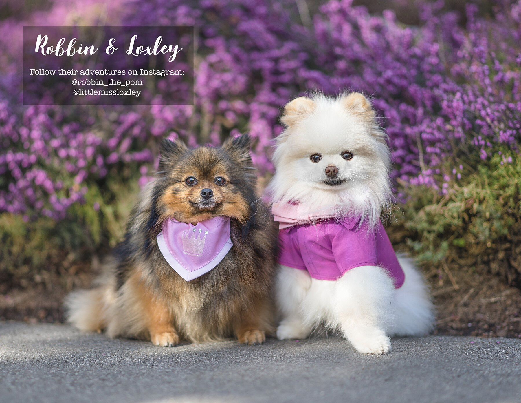 Calendar-Dog-photo-Vancouver-3.jpg