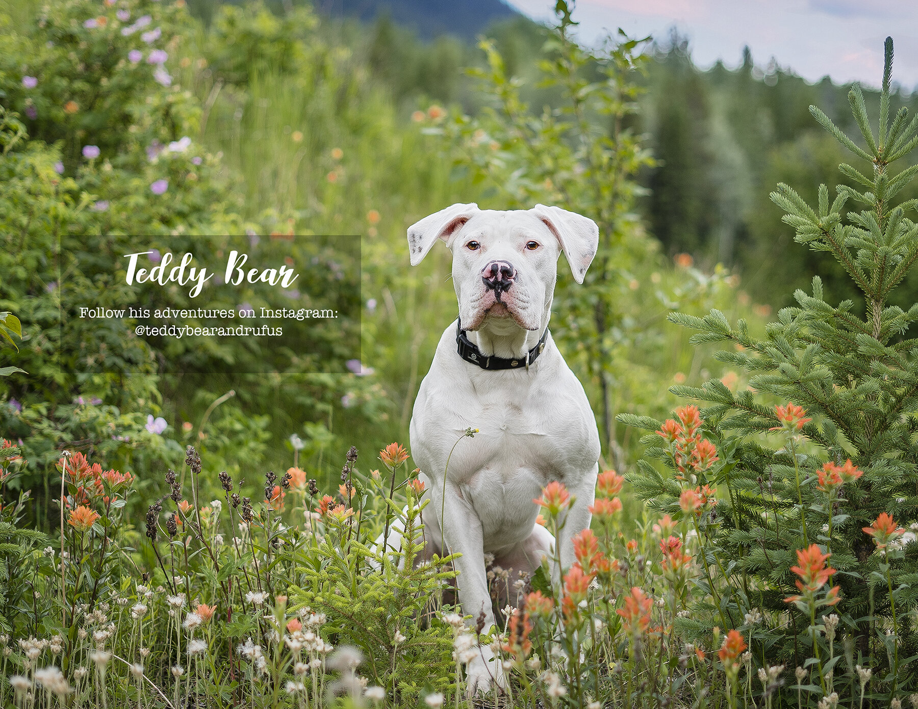 Calendar-Dog-photo-Vancouver-4.jpg