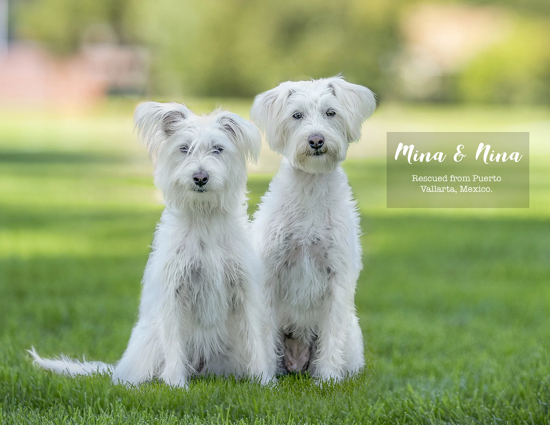 Calendar-Dog-photo-Vancouver-7.jpg