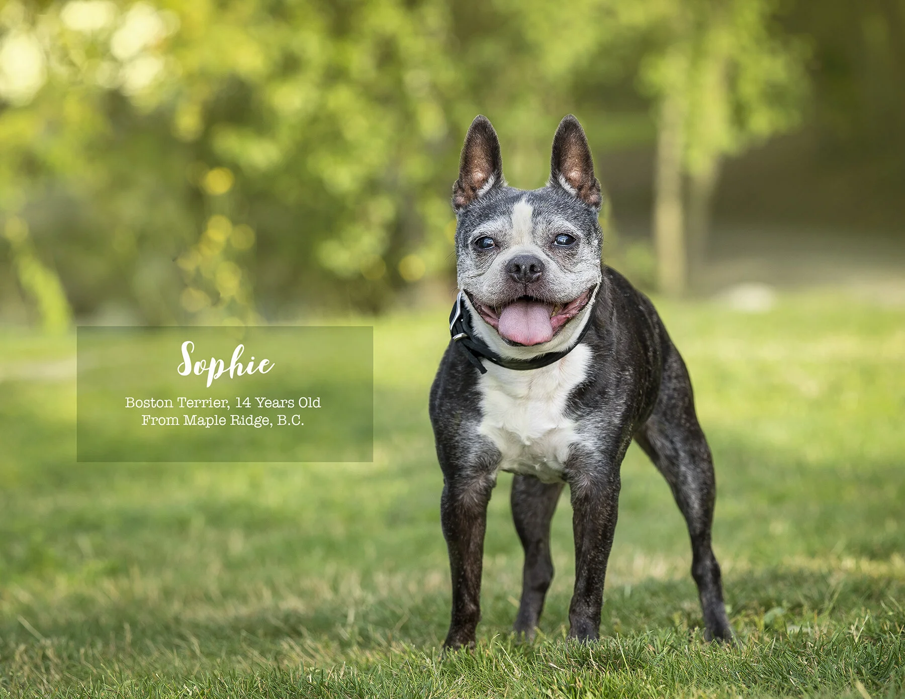 Calendar-Dog-photo-Vancouver-9.jpg