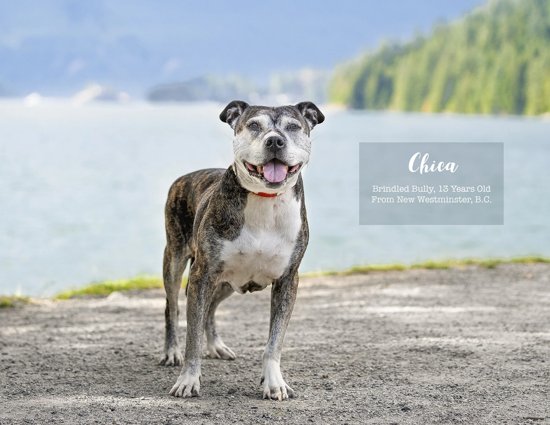 Calendar-Dog-photo-Vancouver-8.jpg