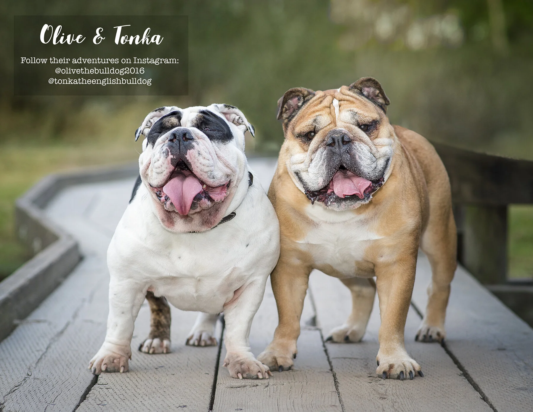 Calendar-Dog-photo-Vancouver-11.jpg