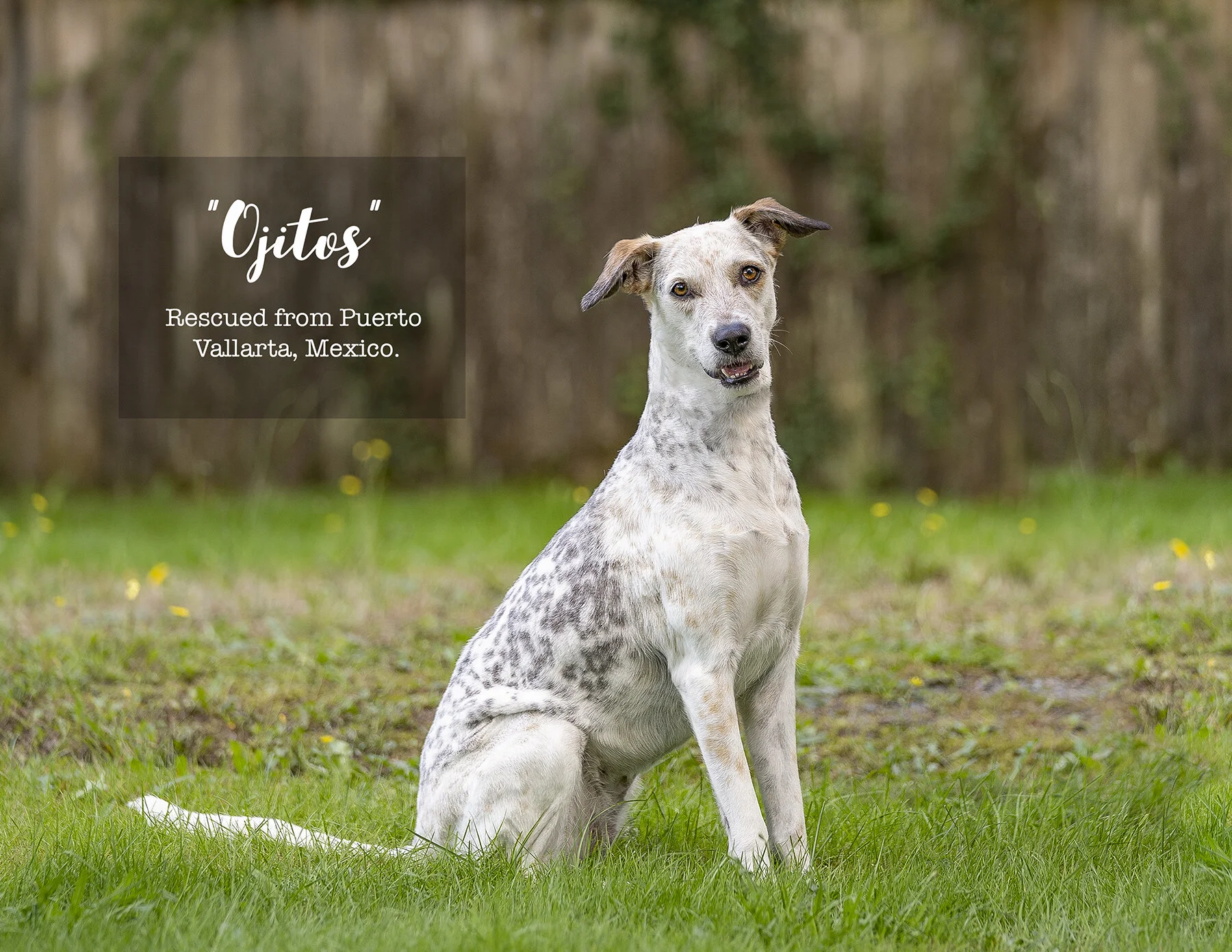 Calendar-Dog-photo-Vancouver-12.jpg