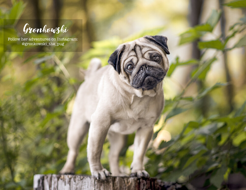 Calendar-Pug-photo-Vancouver-10.jpg