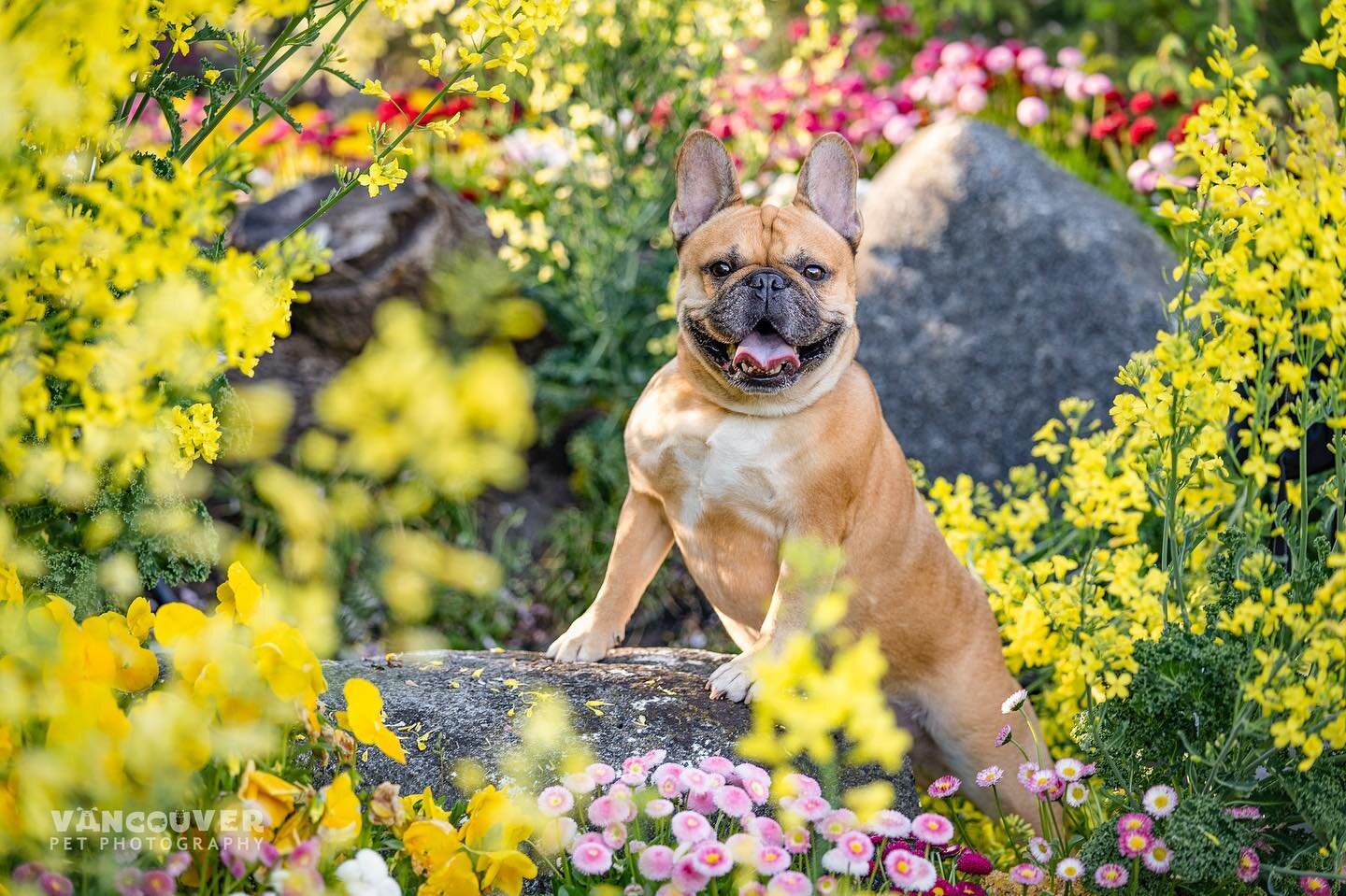 My feed has been full of colours and squishy faces lately and today it won&rsquo;t be the exception! 

This handsome potato is Theo and his middle name is trouble 😂 😈 he&rsquo;s not new to my camera, I have been photographing him since he was a lit